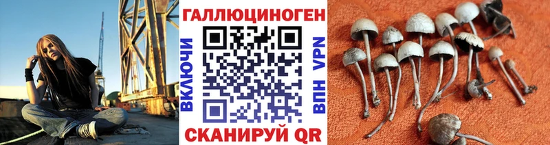 Галлюциногенные грибы Psilocybe Электрогорск