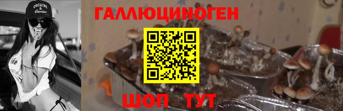 Псилоцибиновые грибы Magic Shrooms  Вход с VPN  Электрогорск 